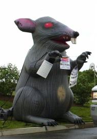 Do Rats Have Free Speech Rights? This Court Says Yes!